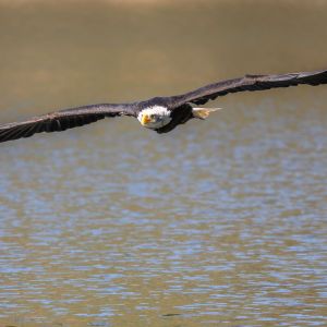 Unter Adler