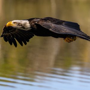 Unter Adler