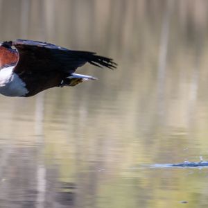 Unter Adler
